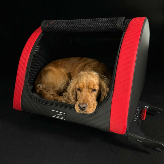 Cocker Spaniel liegt entspannt in einer DOXAFER NOBLE Hundebox in Red Devil – wer eine Hundebox auf Rechnung kaufen will, sieht das Produkt vorher nur auf Bildern