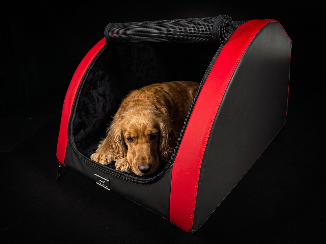 Cocker Spaniel in der Hundebox fürs Auto: DOXAFER VOGUE in Größe M in Red Devil