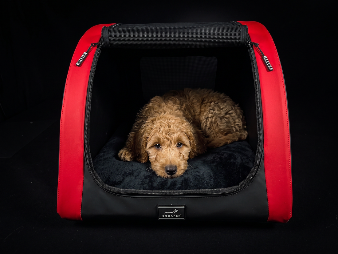 Labradoodle liegt entspannt im DOXAFER VOGUE auf der Rückbank