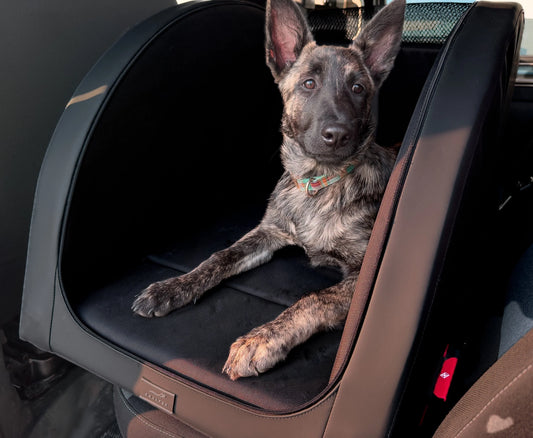 Auto-Sicherheit für Hunde: Warum herkömmliche Lösungen oft nicht ausreichen