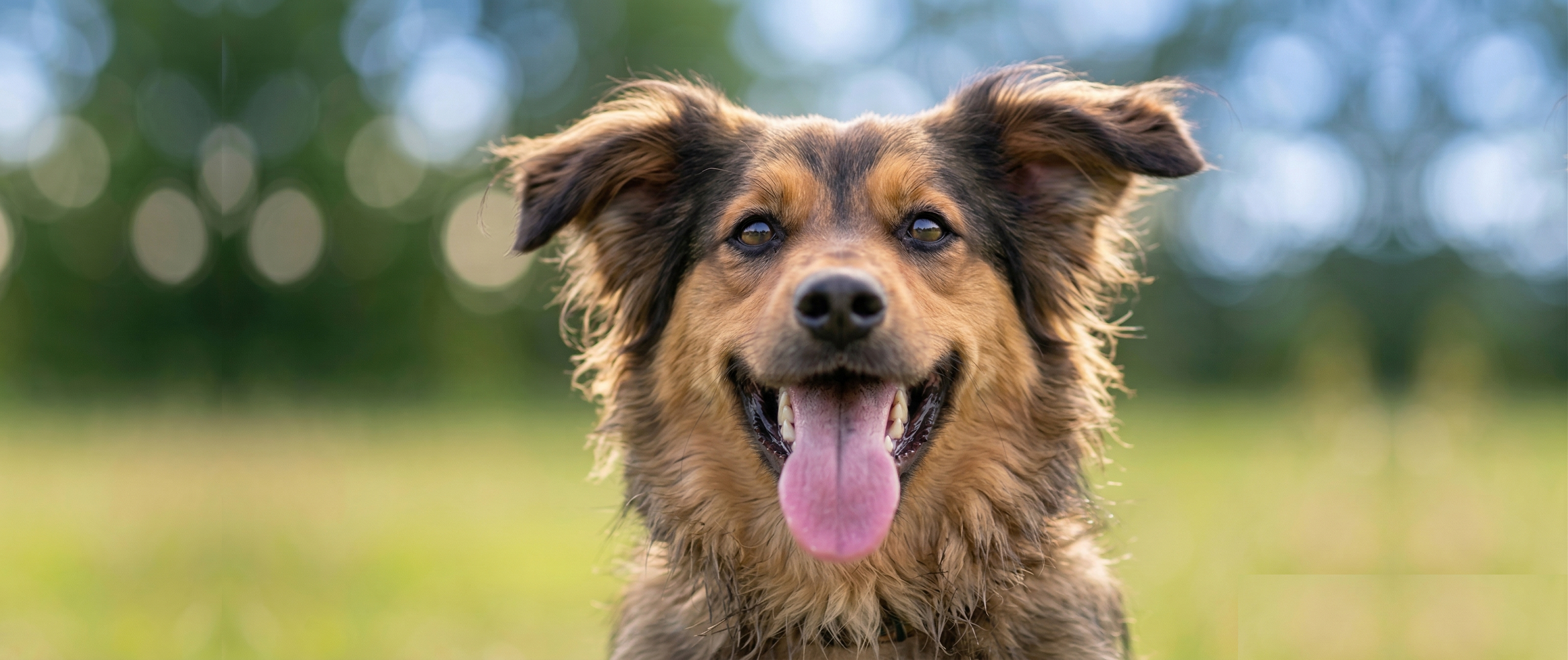 Sicherheit, die dein Hund spürt —und du siehst