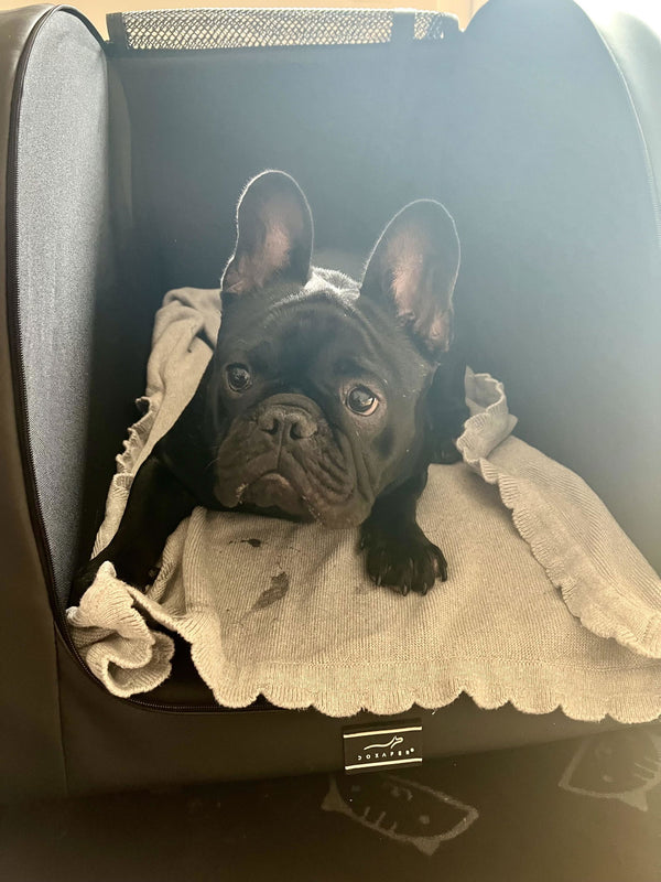 Französische Bulldogge in der DOXAFER® Box