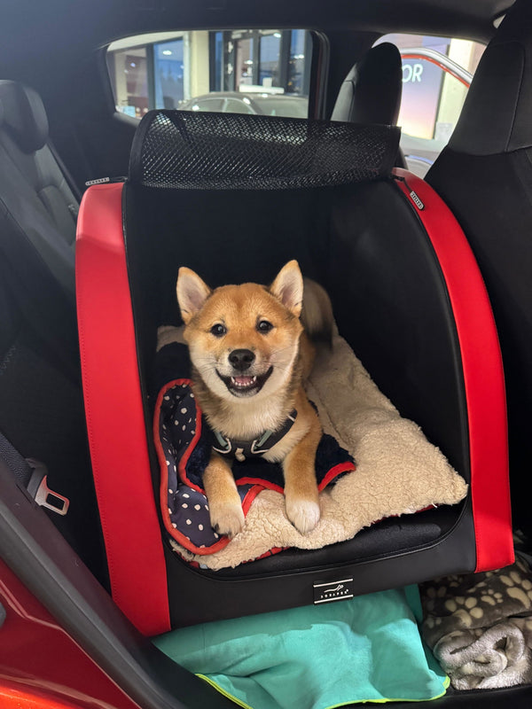 Shiba in der DOXAFER® Box